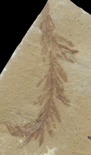 Metasequoia (Dawn Redwood) Fossil - Montana #41420